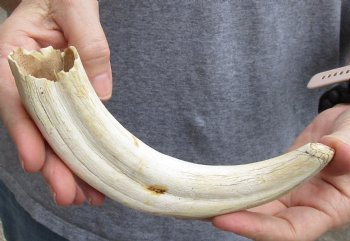 B-Grade 9" Ivory Tusk from African Warthog - $18