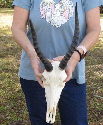12" Female Blesbok Skull with 10 and 11" Horns, buy now for - $70