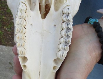 12" Female Blesbok Skull with 10 and 11" Horns, buy now for - $70