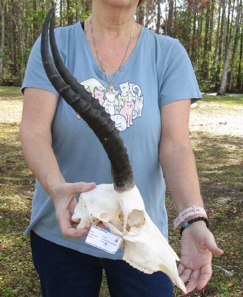 12" Female Blesbok Skull with 14 and 15" Horns, buy now for - $70