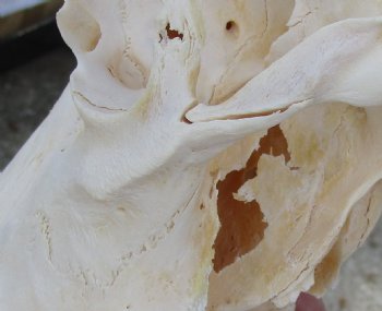 12" Female Blesbok Skull with 14 and 15" Horns, buy now for - $70
