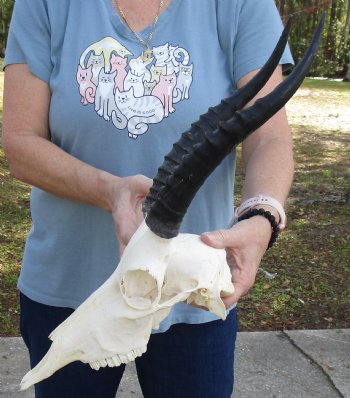 12" Female Blesbok Skull with 11" Horns, buy now for - $70