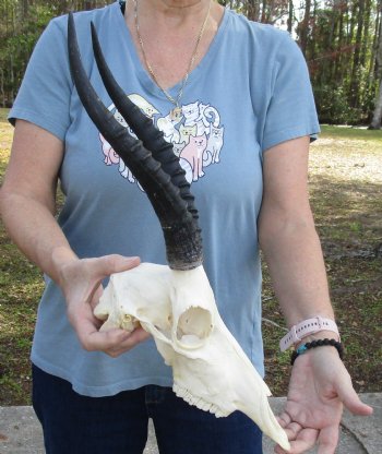 12" Female Blesbok Skull with 11" Horns, buy now for - $70