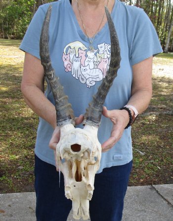 13" Male Blesbok Skull with 12 and 13" Horns for sale - $75
