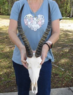 12" Male Blesbok Skull with 14" Horns for sale - $75