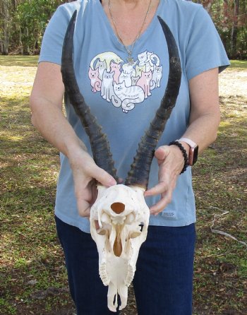 12" Male Blesbok Skull with 14" Horns for sale - $75