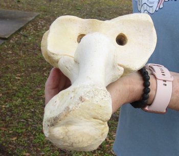 Genuine 32 inch African Giraffe Radius Leg bone - $140