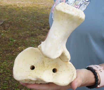 Genuine 32 inch African Giraffe Radius Leg bone - $140