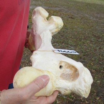 22" Giraffe Femur Leg Bone - $60