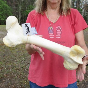 19" Giraffe Femur Leg Bone - $60
