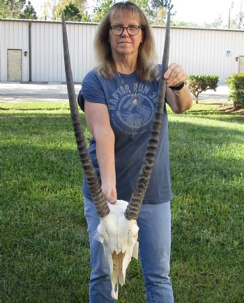 B-Grade African Gemsbok Skull with 31 inch horns - $120