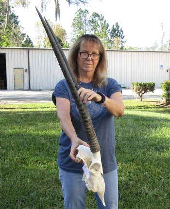 B-Grade African Gemsbok Skull with 31 inch horns - $120