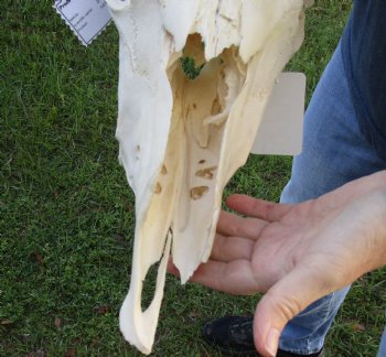 B-Grade African Gemsbok Skull with 31 inch horns - $120