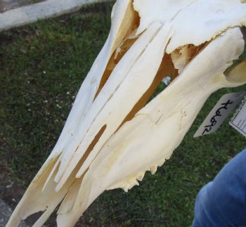 African Female Eland skull with 28 inch horns - $125