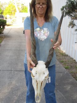 B-Grade African Female Eland skull with 27 inch horns - $110