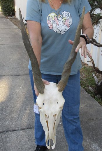 African Female Eland skull with 25 inch horns - $125