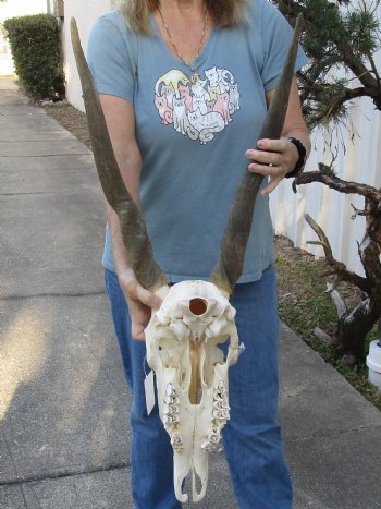 African Female Eland skull with 25 inch horns - $125