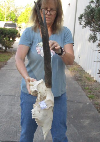 African Female Eland skull with 23 inch horns - $120
