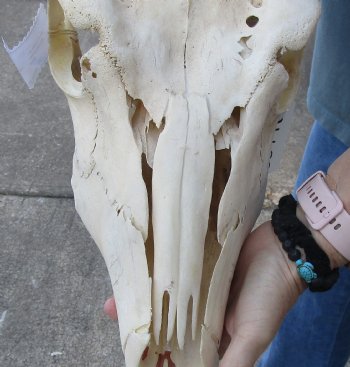 African Female Eland skull with 23 inch horns - $120