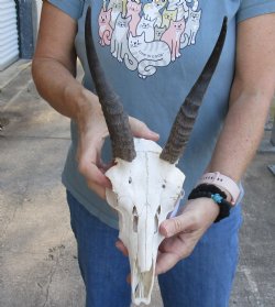 Mountain Reedbuck skull with 7 inch horns for sale $70.00 
