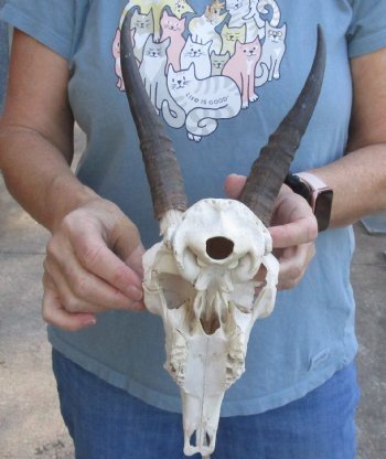 Mountain Reedbuck skull with 7 inch horns for sale $70.00 