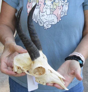 Mountain Reedbuck skull with 6 inch horns for sale $70.00 