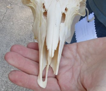 Mountain Reedbuck skull with 6 inch horns for sale $70.00 