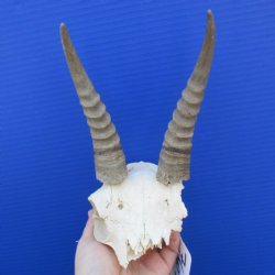 Mountain Reedbuck Skull Plate with 7" Horns - $45