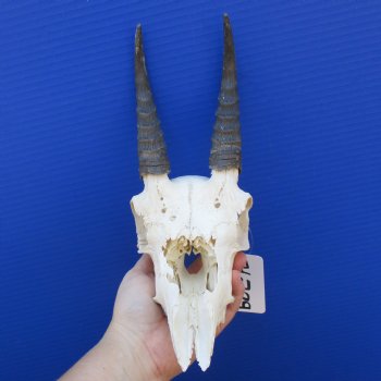 7" Mountain Reedbuck Skull with 6" Horns - $60
