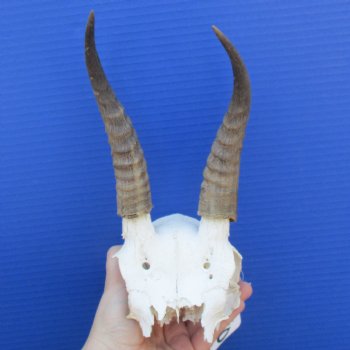 Mountain Reedbuck Skull Plate with 7" Horns - $25