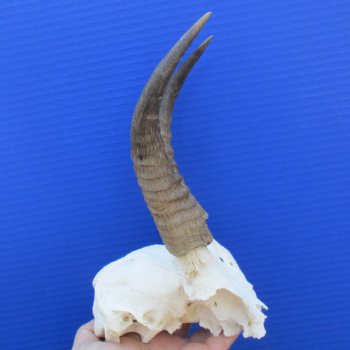 Mountain Reedbuck Skull Plate with 7" Horns - $45