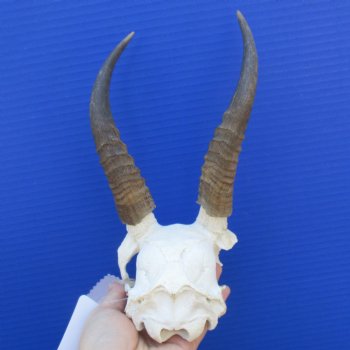 Mountain Reedbuck Skull Plate with 7" Horns - $25