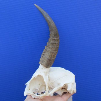 Mountain Reedbuck Skull Plate with 7" Horns - $25