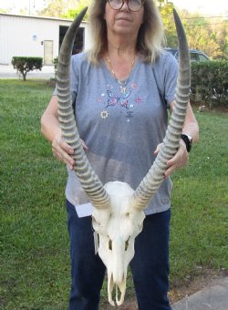 25 and 26 inch African Waterbuck Horns and Skull - $200