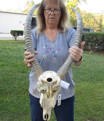 25 and 26 inch African Waterbuck Horns and Skull - $200