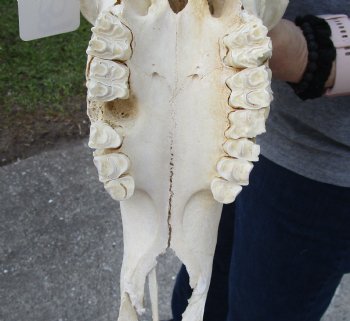 Authentic Male Sable Skull with 36" and 37" Horns - $575 (Adult Signature Required)