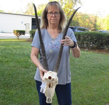 Authentic Male Sable Skull with 32" and 33" Horns - $575 (Adult Signature Required)