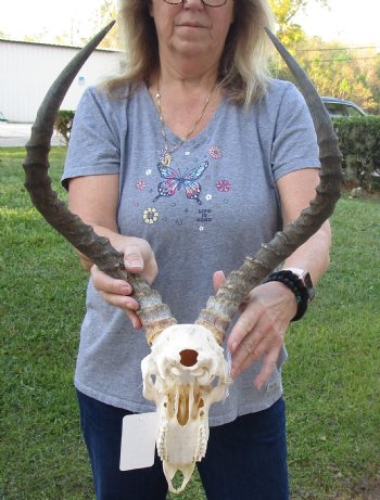 Genuine African Impala Skull with 22 inch Horns, buy this one for - $95