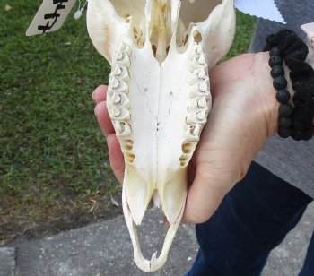 Genuine African Impala Skull with 22 inch Horns, buy this one for - $95