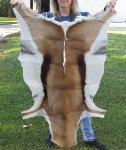 Authentic Springbok Skin 47x32 inches for $60