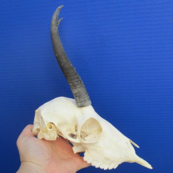 6" to 7" Horns on Female Springbok Skull - $50