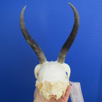 6" to 7" Horns on Female Springbok Skull - $50