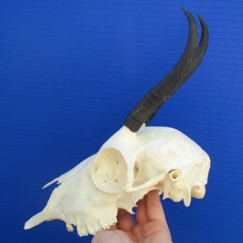 5" to 6" Horns on Female Springbok Skull - $50