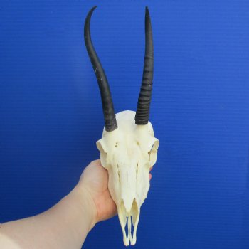 6" to 7" Horns on Female Springbok Skull - $50