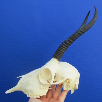6" to 7" Horns on Female Springbok Skull - $50