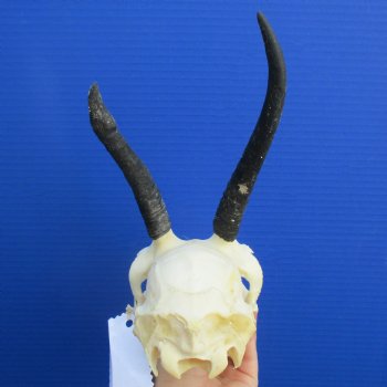 4-1/2" to 5-1/2" Horns on Female Springbok Skull - $50