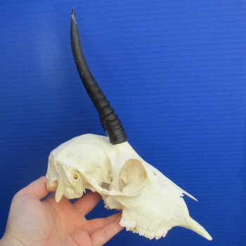5" to 6" Horns on Female Springbok Skull - $50