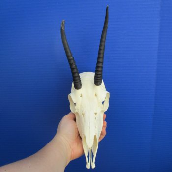 5" to 6" Horns on Female Springbok Skull - $50