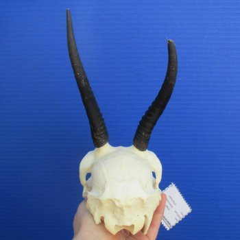 5" to 6" Horns on Female Springbok Skull - $50