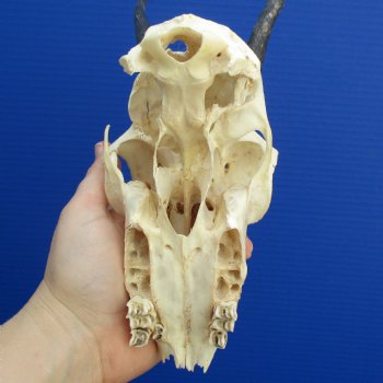 B-Grade 6" to 7" Horns on Female Springbok Skull - $39